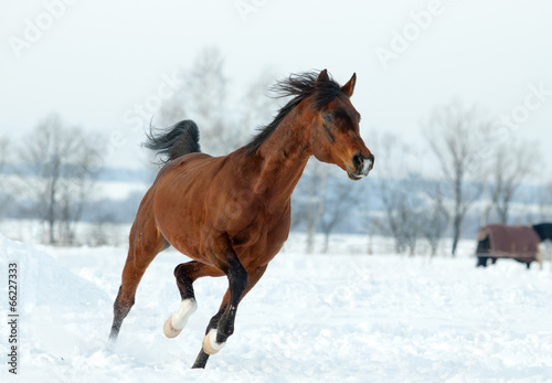 Arabian stallion in winter