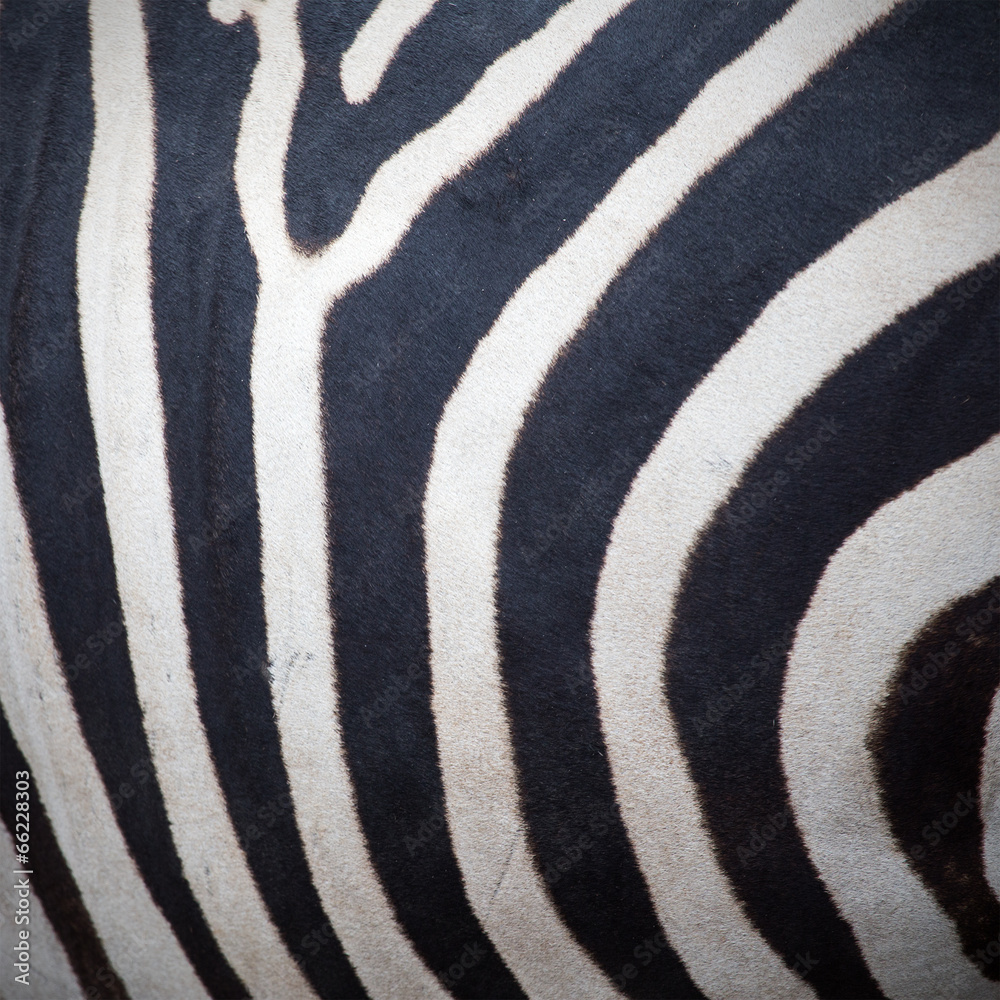 zebra zebra