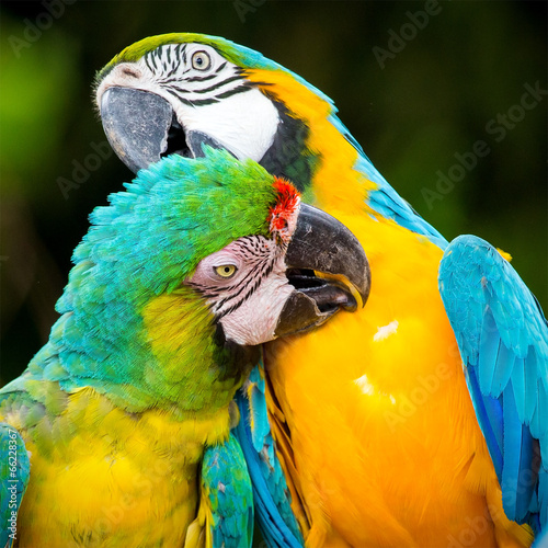 couple of macaw parrots in nature #66228367