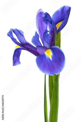 Fototapeta Naklejka Na Ścianę i Meble -  single blue iris