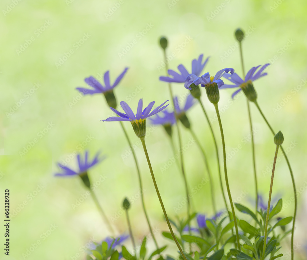 Fototapeta premium Floral composition.Blue agathea.