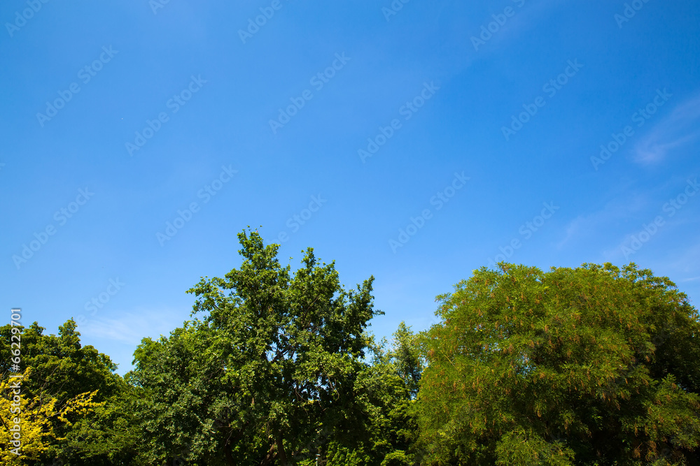 Fototapeta premium Bäume gegen den Himmel