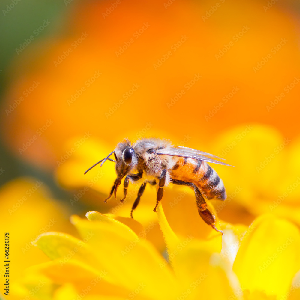 Honeybee Honeybee