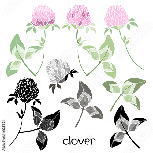 Set of clover  isolated on the white background.
