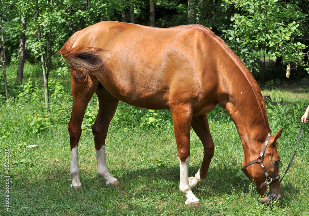 horse in a forest glade.