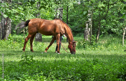 horse in a forest glade. © sergunt