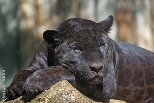 Fototapeta samoprzylepna Black leopard