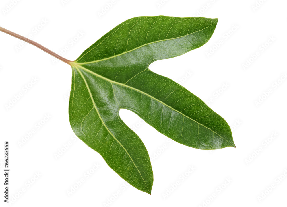 Obraz premium カクレミノの葉