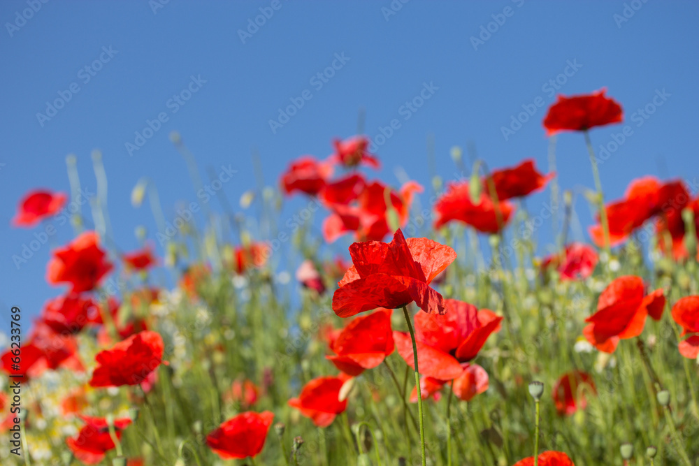 Common poppy flowers