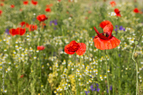 Summer meadow