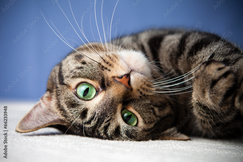 Rolling cat cute green eyes looking - obrazy, fototapety, plakaty 