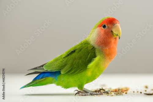 Colorful agapornis photo