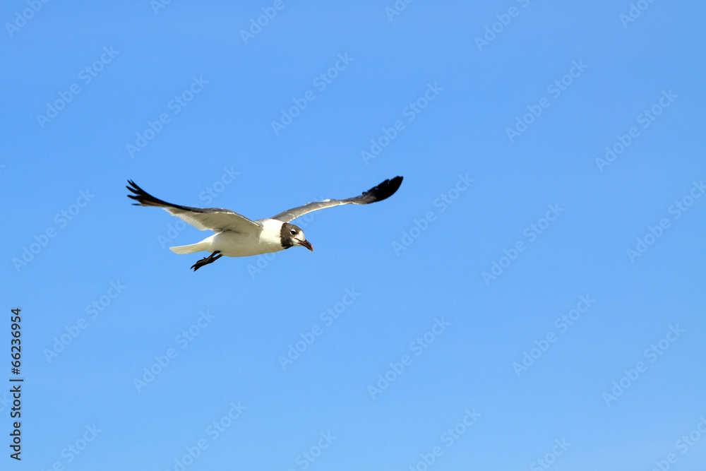 Obraz premium Lone Seagull Flying against a blue sky background