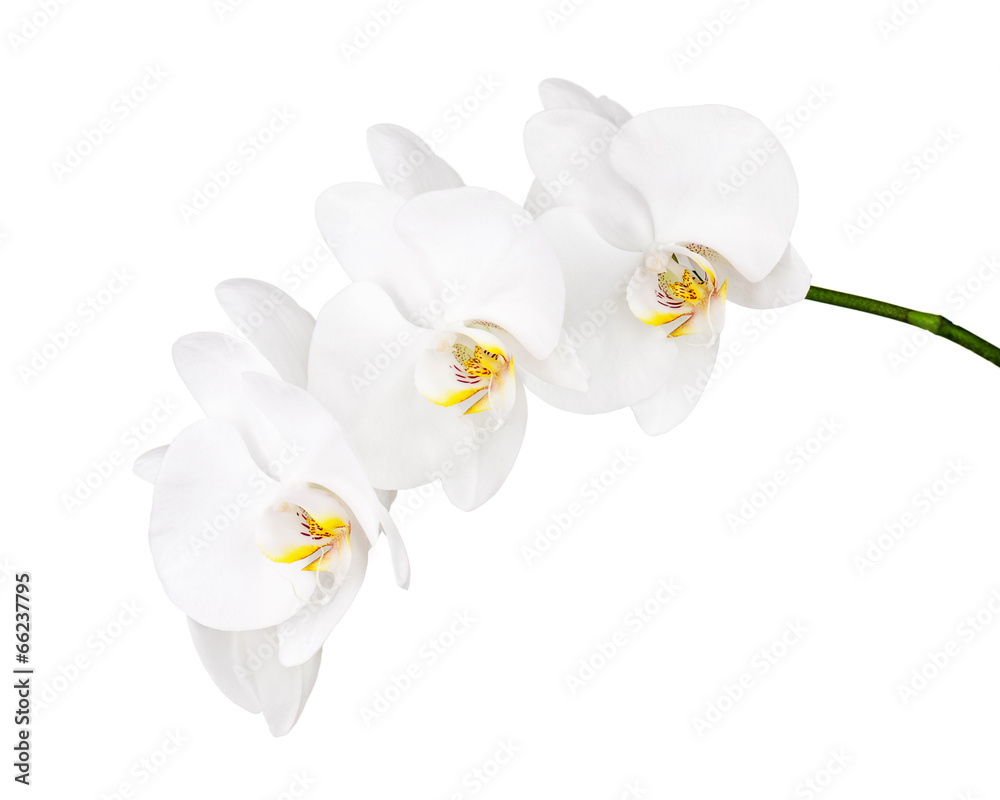 Orchid isolated on white background. Orchid isolated on white background.