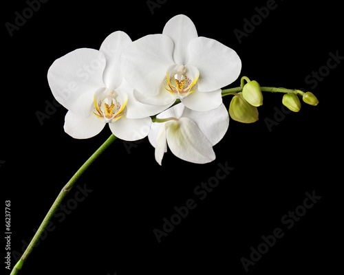 Three day old white orchid on black background.