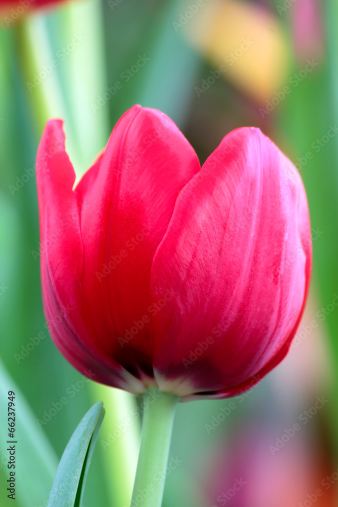 Naklejka premium Tulip flower