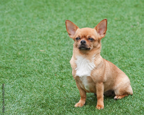 Red chihuahua dog siting on green grass