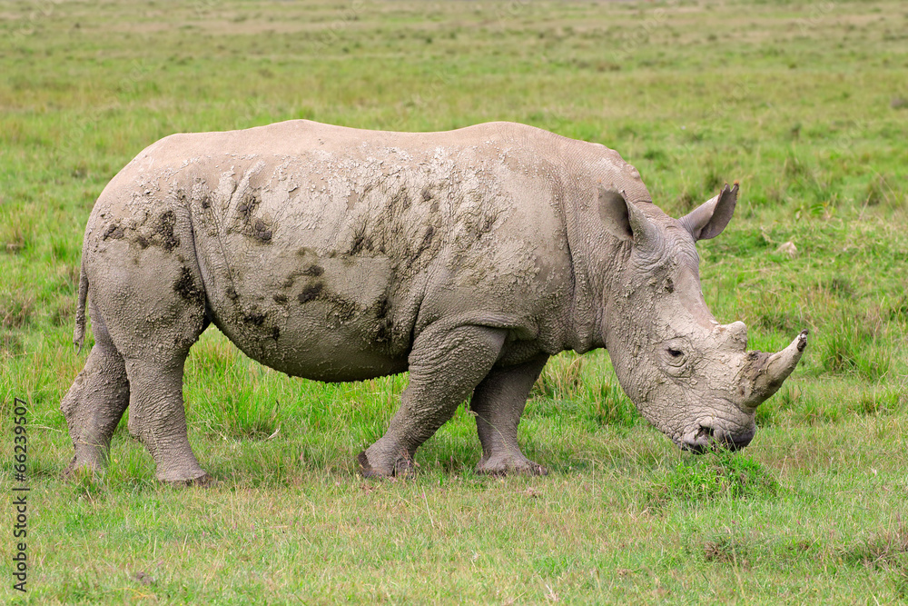 White rhinoceros, Lake Nakuru National Park White rhinoceros, Lake Nakuru National Park