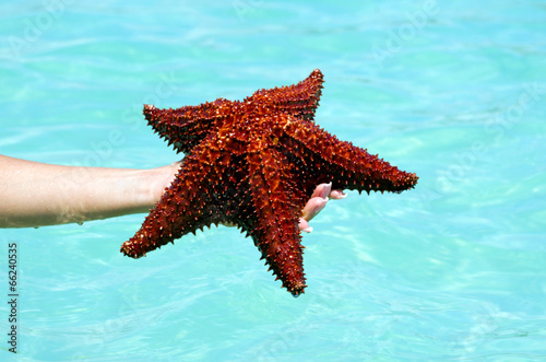 Starfish in hand © Pakhnyushchyy