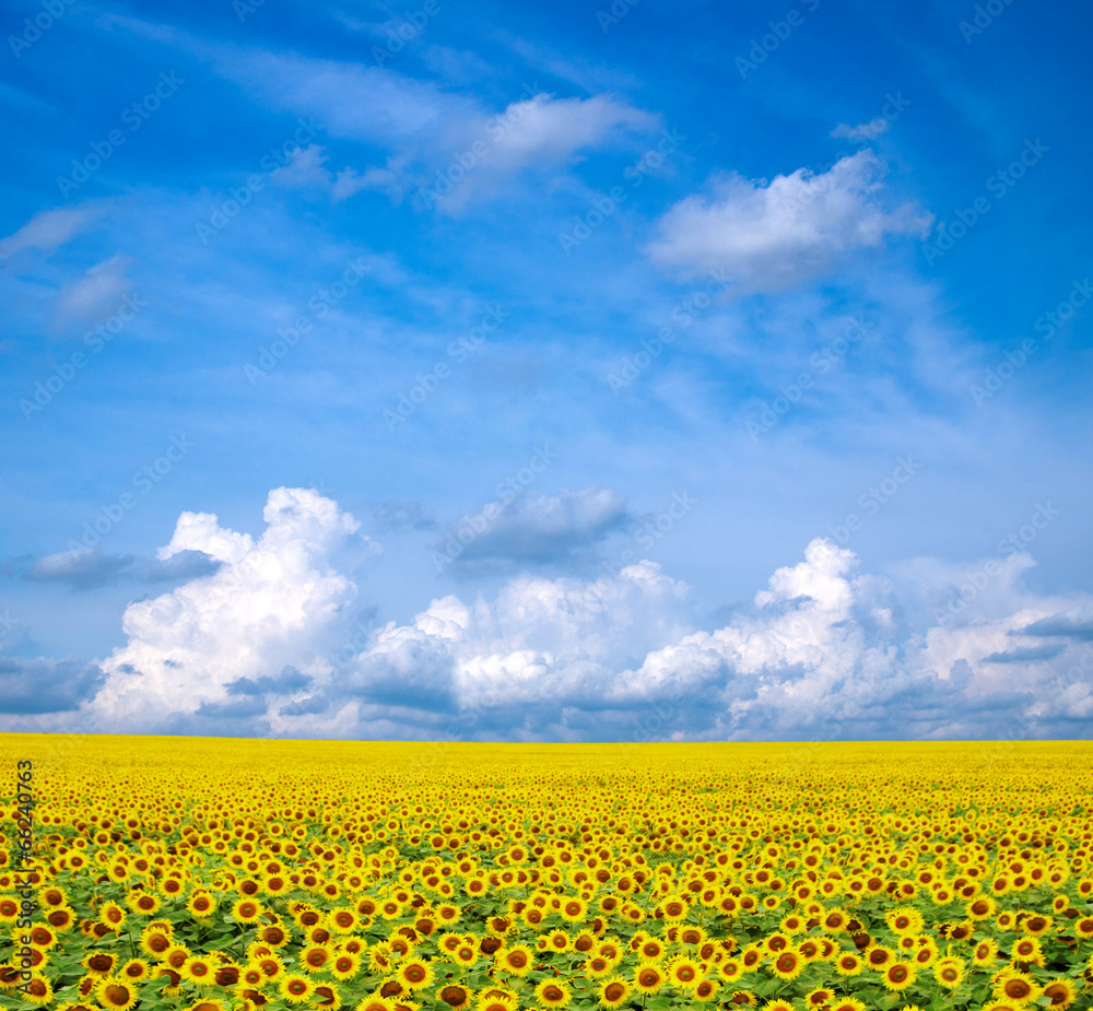 sunflowers