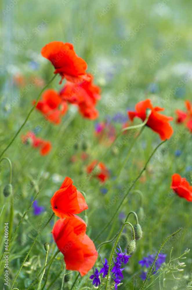 Obraz premium red poppy