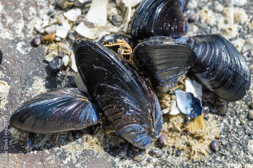 Mussels attached to rocks at the ocean