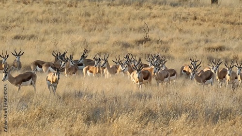 Herd of springbok antelopes, Kalahari desert,