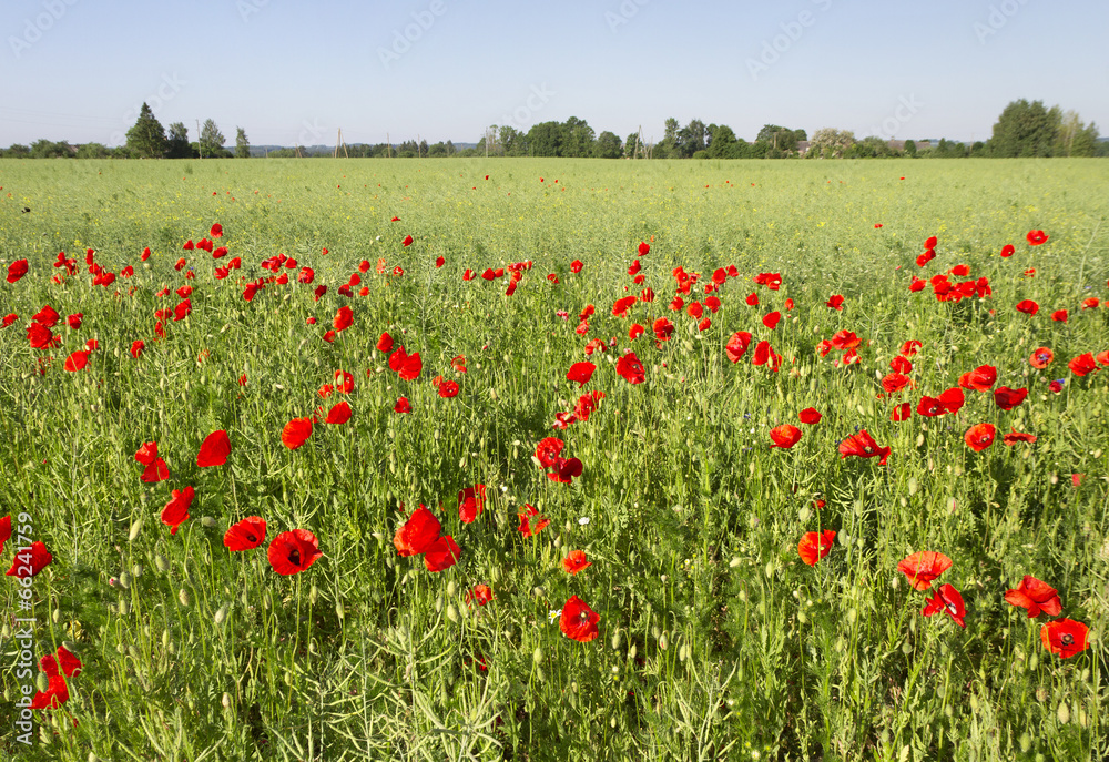 Poppies growing in a field. Poppies growing in a field.