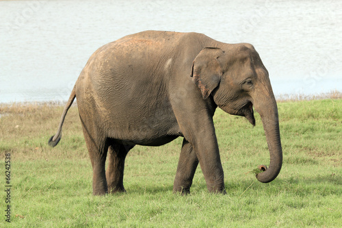 Lankesian Elephant, Minneriya, Sri Lanka