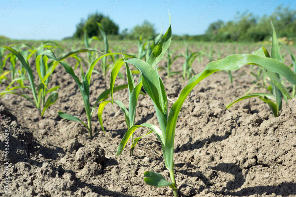 junge Maispflanzen auf einem Feld junge Maispflanzen auf einem Feld