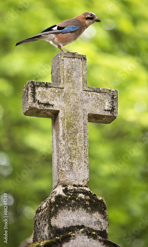 Eurasian jay (Garrulus glandarius) on a cemetery cross photo