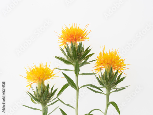 Valokuva 紅花３輪