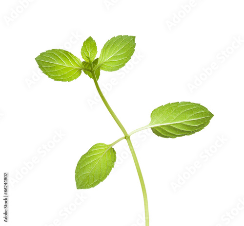 Reverse of peppermint twig