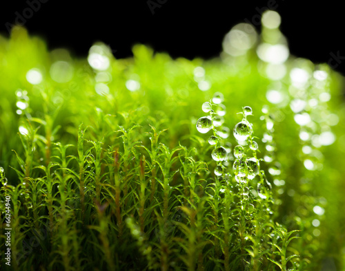 Drops on mossy background