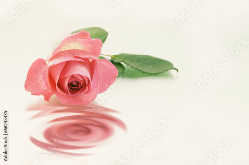 Rose mit Spiegelung