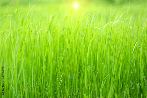 Beautiful green grass in field