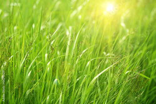 Beautiful green grass in field