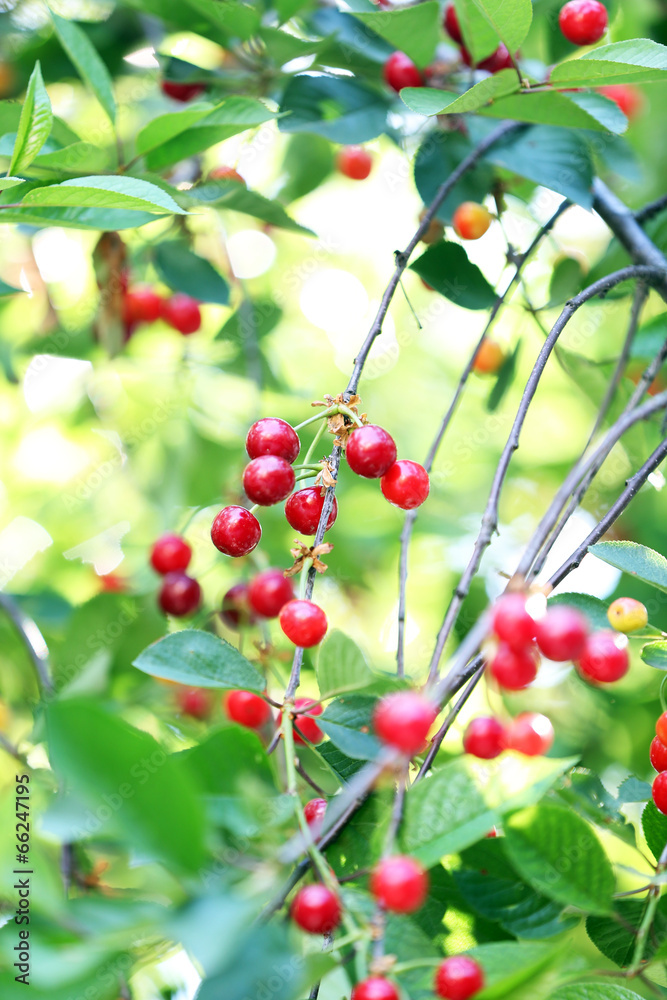 Obraz premium Red cherries on tree branch
