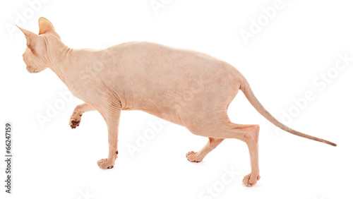 Sphynx hairless cat isolated on white