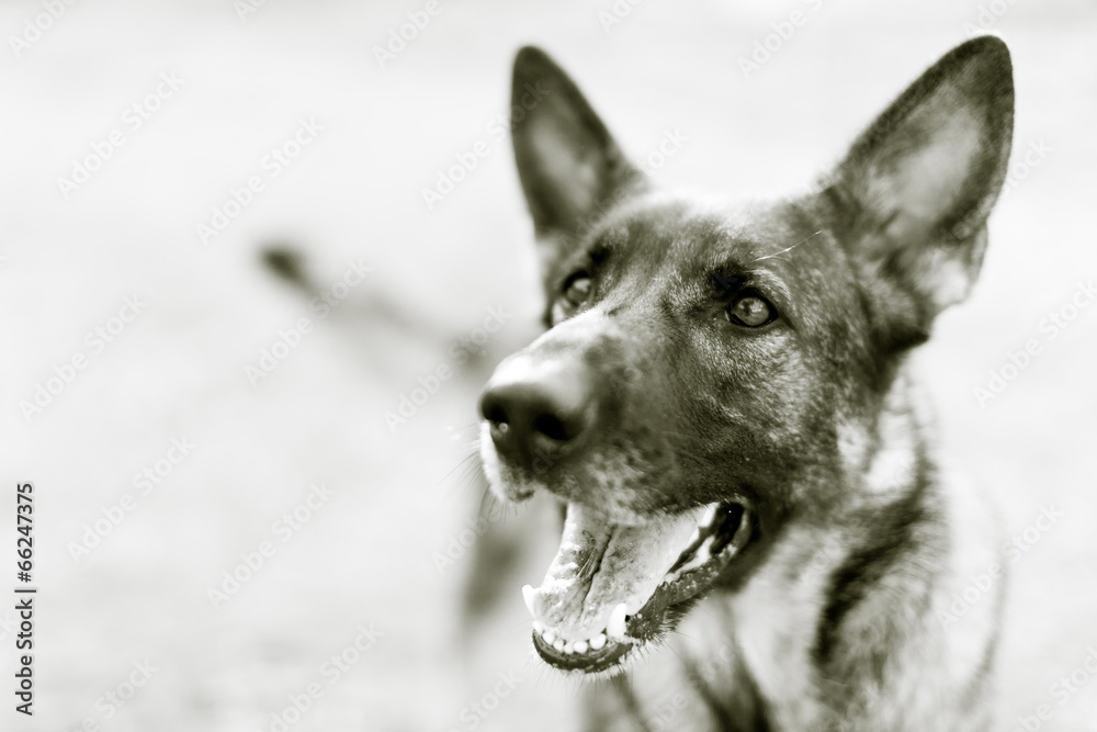 Naklejka premium dog