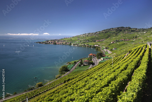 View over lake Geneva from the Lavaux vines.