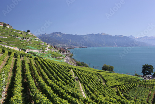 View over lake Geneva from the Lavaux vines.