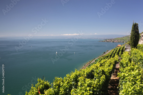 View over lake Geneva from the Lavaux vines.
