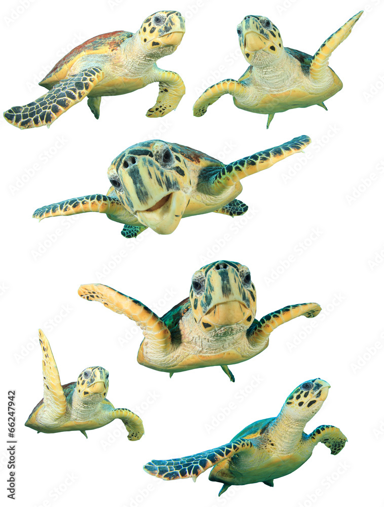 Fototapeta premium Hawksbill Sea Turtles isolated on white background