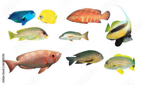 Collection of Tropical Reef Fish isolated on white background