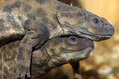 Courtship of Iberian newt photo