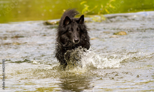 Groenendael im Wasser photo