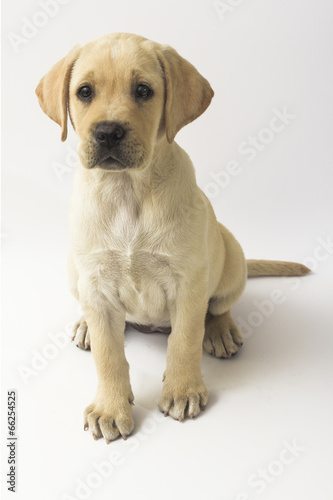 Cucciolo di cane razza Labrador