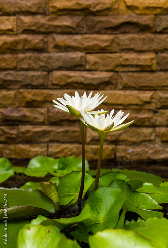 White lotus pairs beautifully with a brick wall as a backdrop