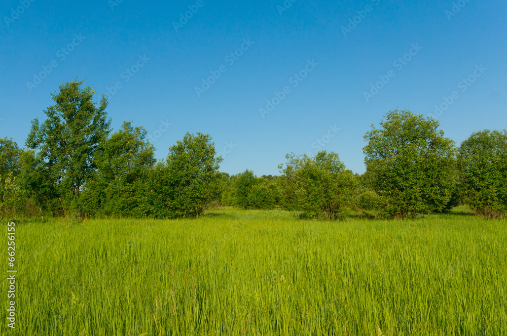 background beautifully landscaped field with tall grass and tree background beautifully landscaped field with tall grass and tree